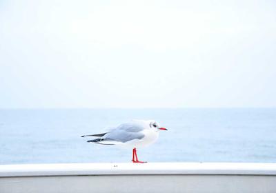 麻将百科